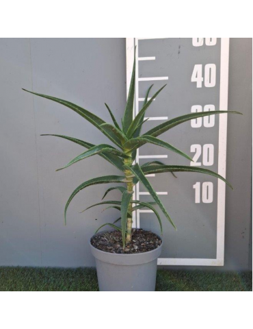 Aloe striatula 'Artic Jungle'