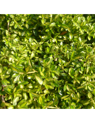 Coprosma 'Kiwi Gold' plantas arbustivas
