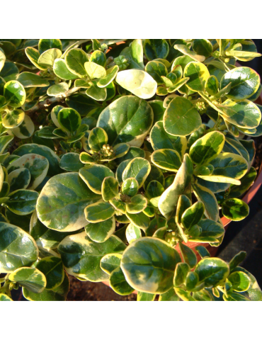 Coprosma repens 'Variegata' plantas arbustivas