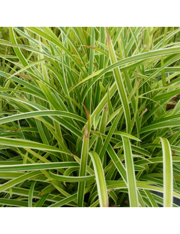 gramíneas ornamentales Carex morrowii 'Ice Dance'