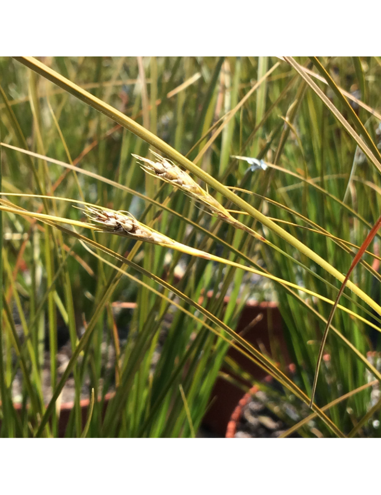 gramíneas ornamentales Carex testacea