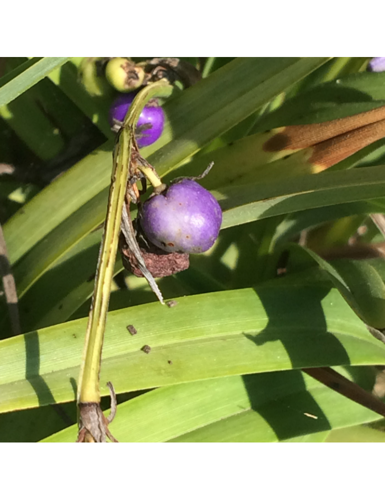 comprar plantas vivaces Dianella caerulea 'Little Jess' ®