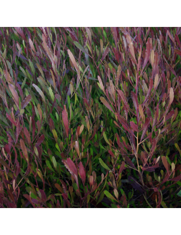 Dodonaea viscosa 'Purpurea' plantas arbustivas
