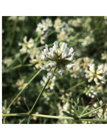 Dorycnium pentaphyllum - Bocha blanca plantas arbustivas