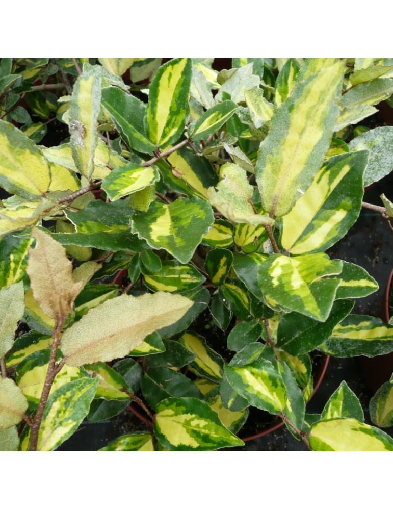 comprar plantas vivaces Elaeagnus pungens 'Maculata'