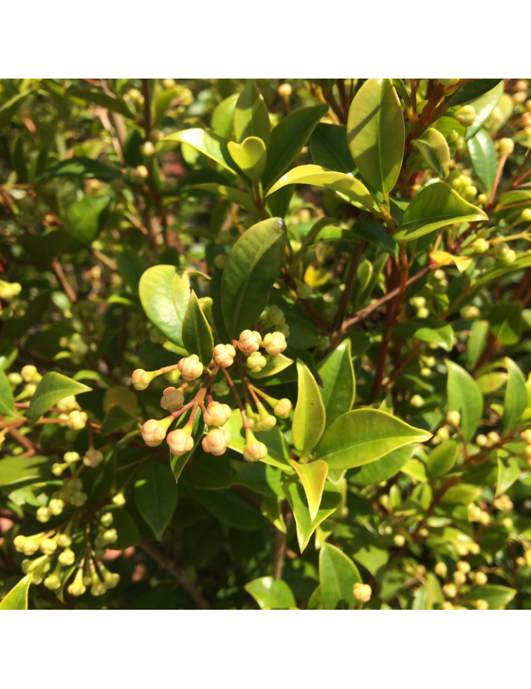 Syzygium paniculatum 'Newport' (Eugenia) plantas arbustivas