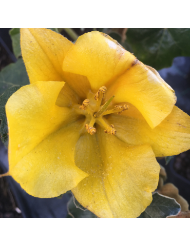 Fremontodendron 'California Glory' plantas arbustivas