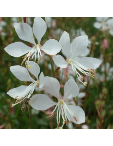 Gaura lindheimeri plantas arbustivas