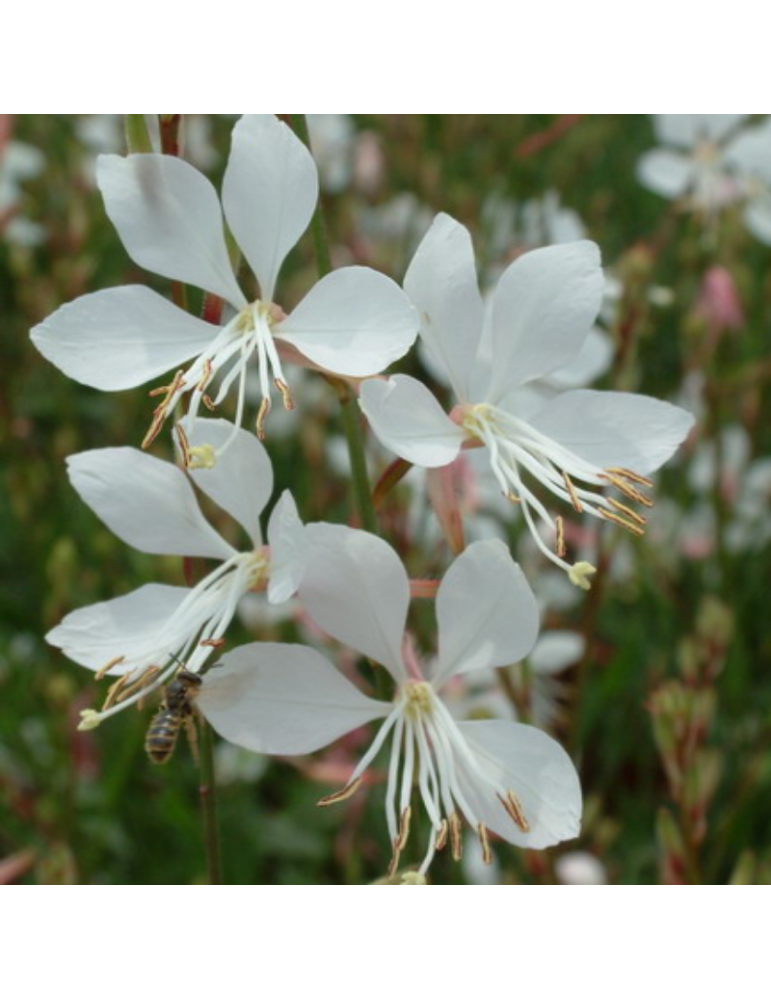 Especies Arbustivas: Gaura lindheimeri | Vivoplant