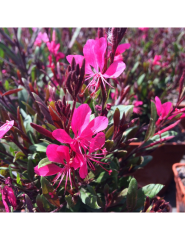 comprar plantas vivaces Gaura lindheimeri Belleza 'Dark Pink' ®