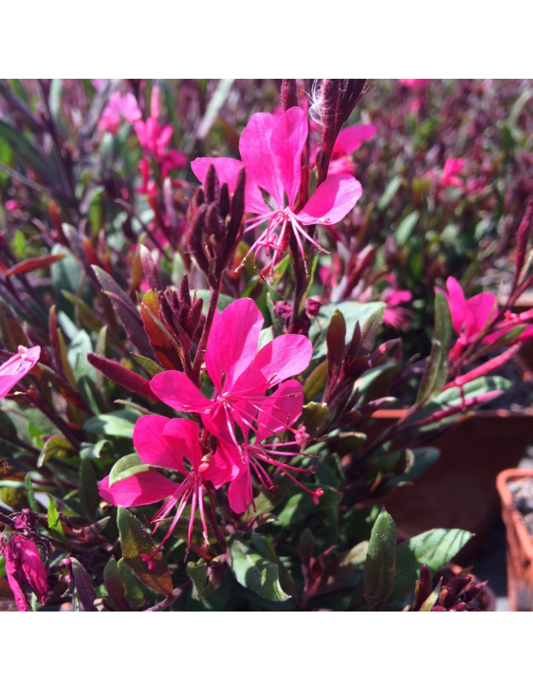 Gaura lindheimeri Belleza 'Dark Pink' ® plantas arbustivas