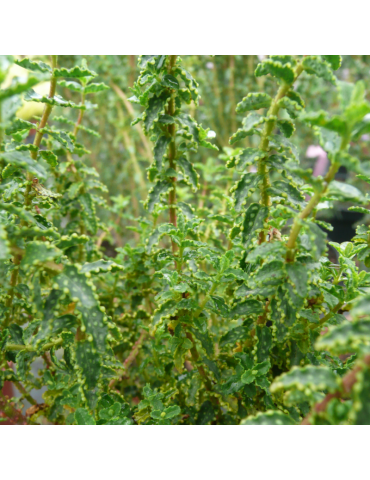 Hypericum balearicum plantas arbustivas