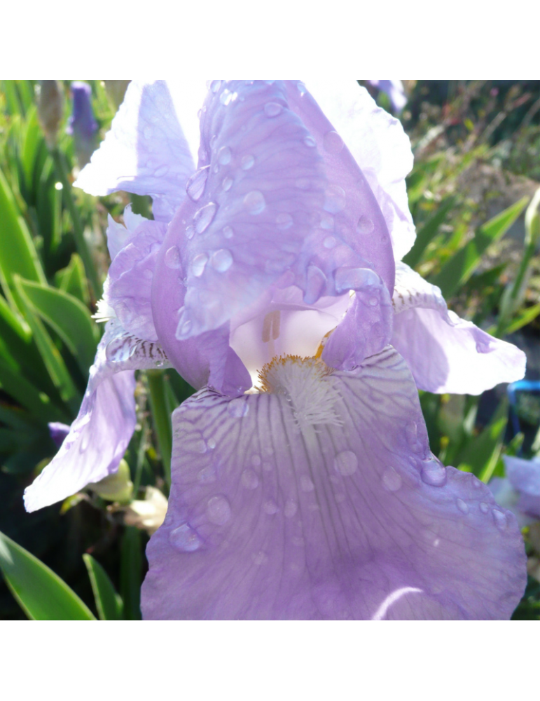 Plantas de Exterior Online Iris japonica | VivoPlant