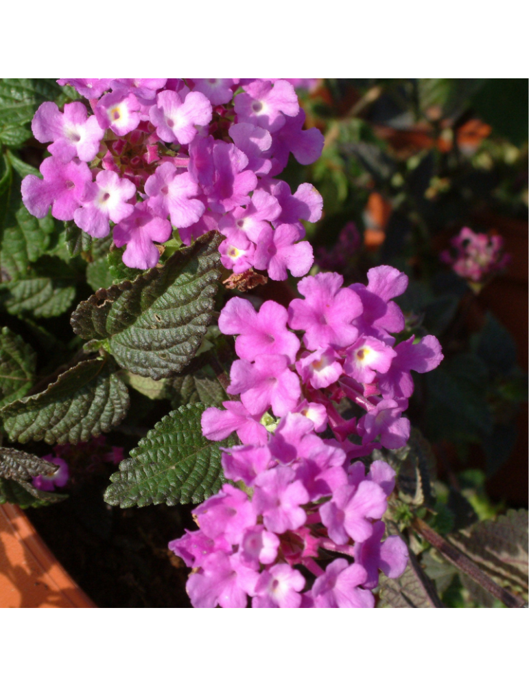 Lantana montevidensis plantas arbustivas