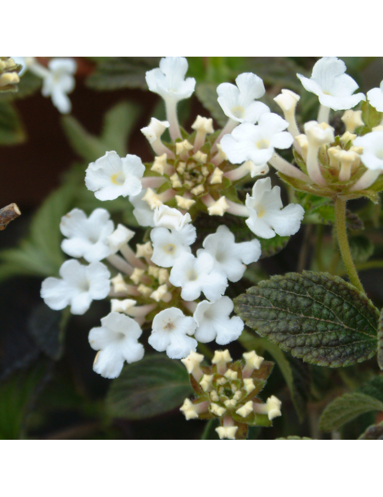 Lantana montevidensis 'Alba' plantas arbustivas