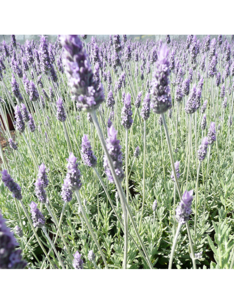 Lavandula dentata 'Candicans' plantas arbustivas