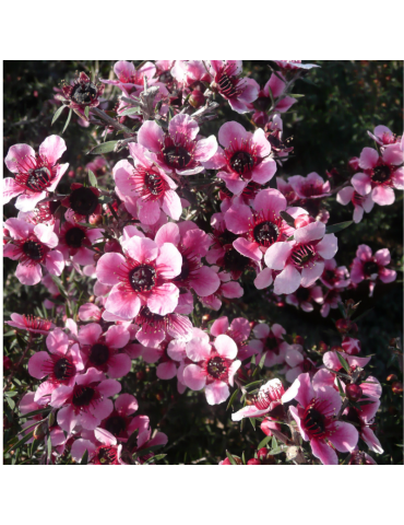 Leptospermum scoparium 'Martinii' plantas arbustivas