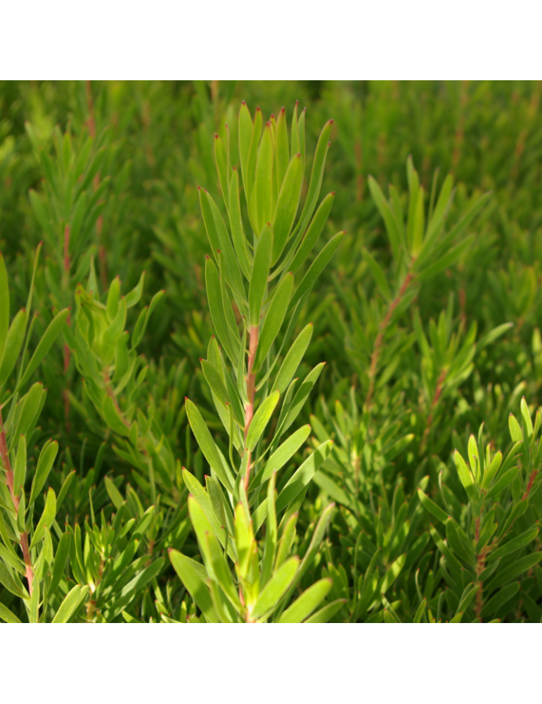 Leucadendron 'Inca Gold' plantas arbustivas