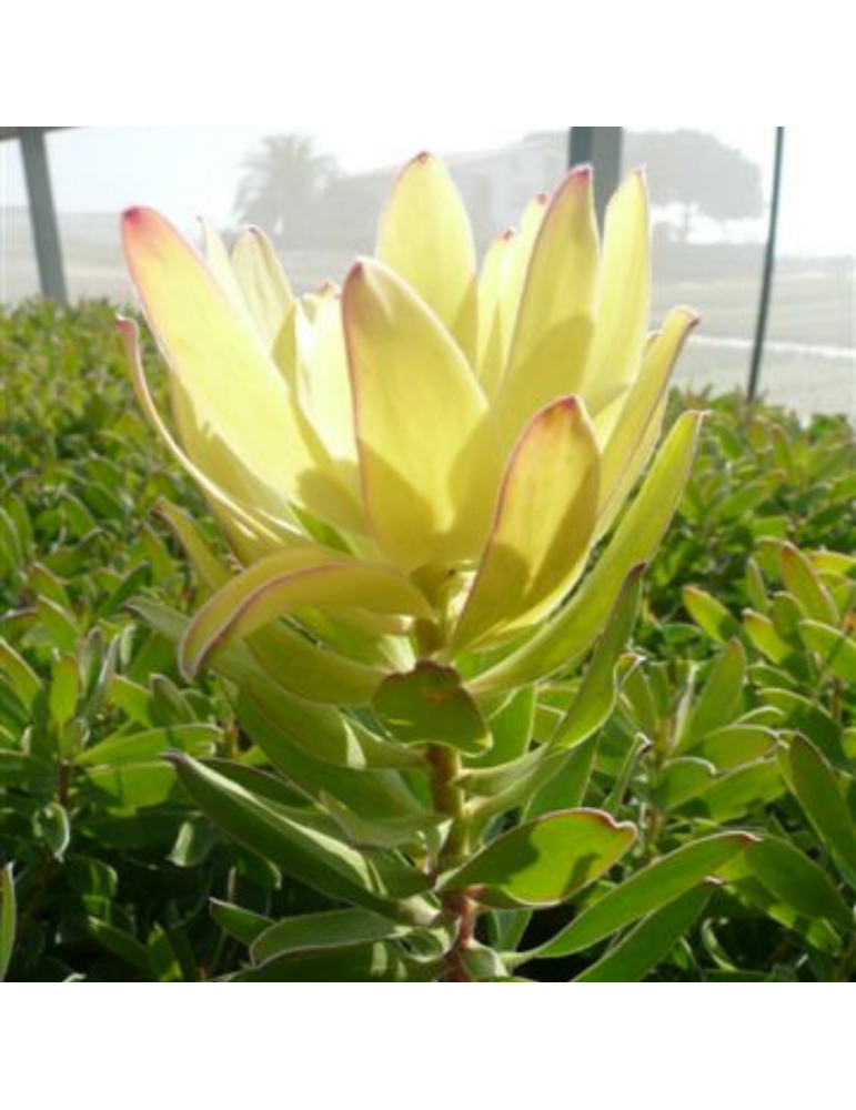 Leucadendron 'Safari Goldstrike' plantas arbustivas