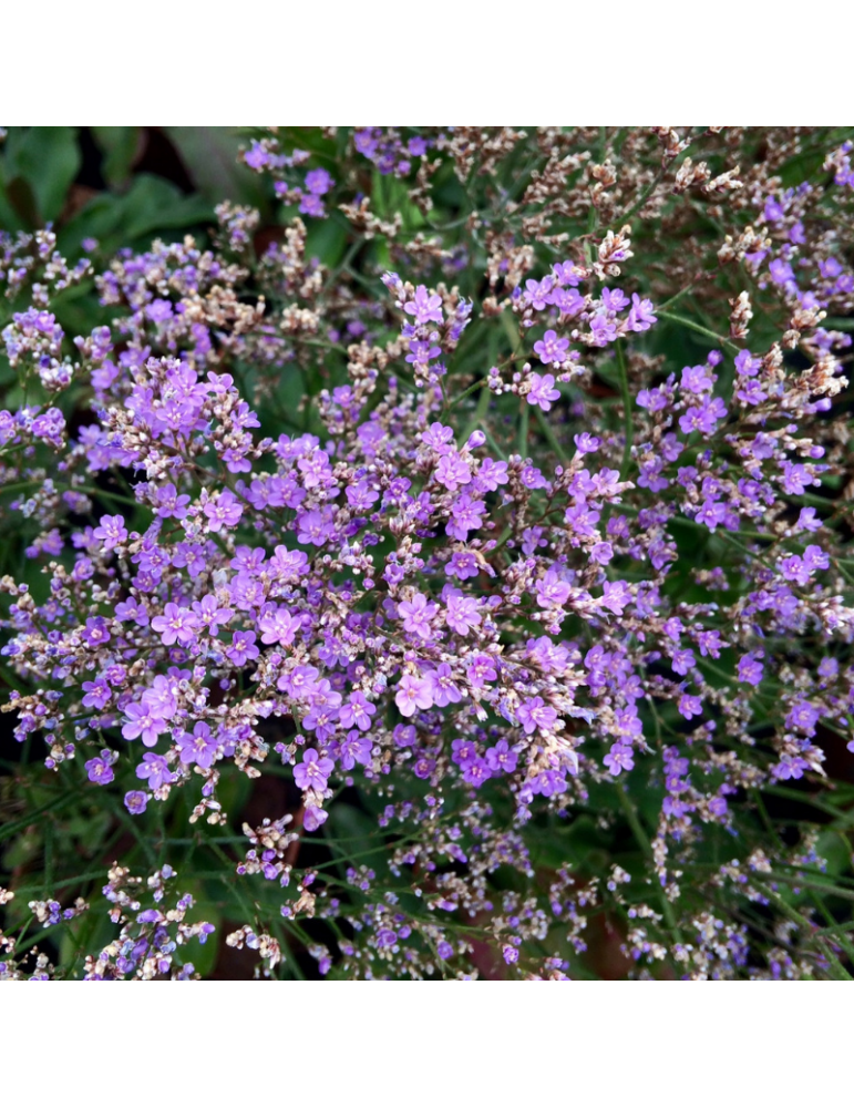 Plantas de Exterior Online Limonium insigne | VivoPlant