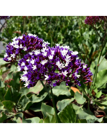 comprar plantas vivaces Limonium perezii