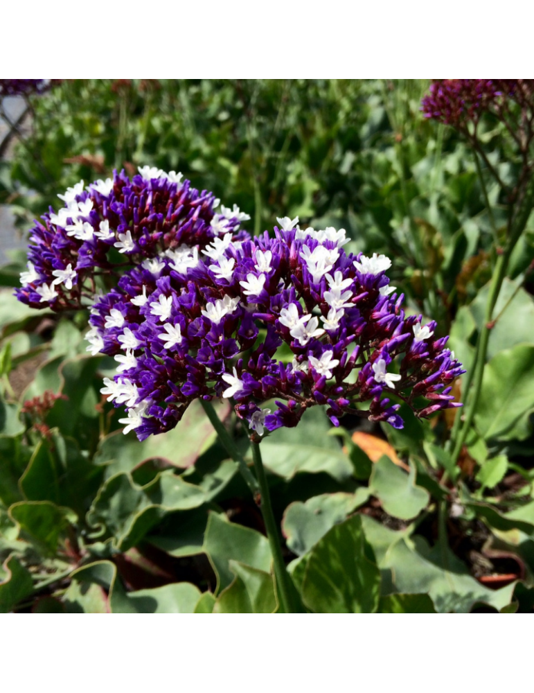 comprar plantas vivaces Limonium perezii