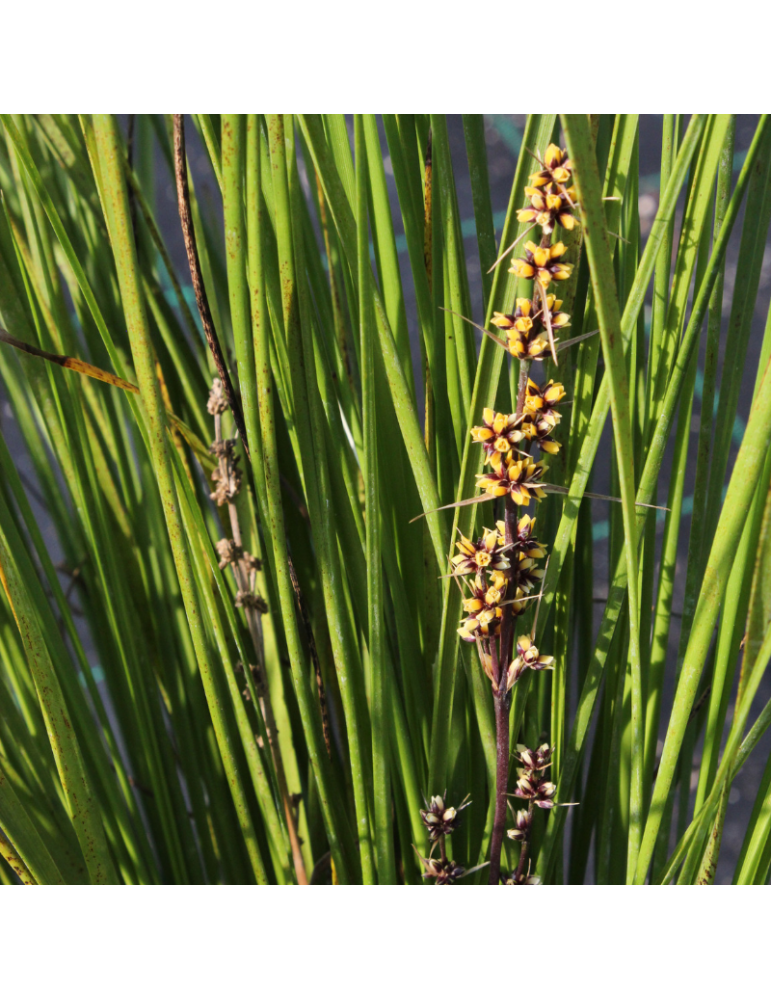 comprar plantas vivaces Lomandra longifolia 'Tanika' ®