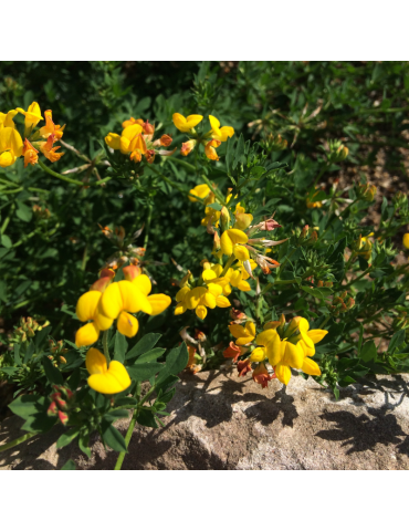 comprar plantas vivaces Lotus corniculatus - Corona de rey