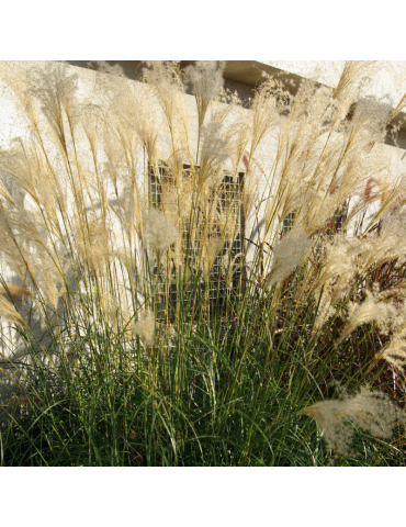 gramíneas ornamentales Miscanthus sinensis 'Adagio'