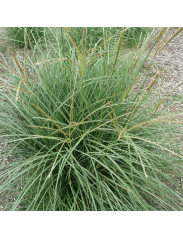 gramíneas ornamentales Miscanthus sinensis 'Gracillimus'