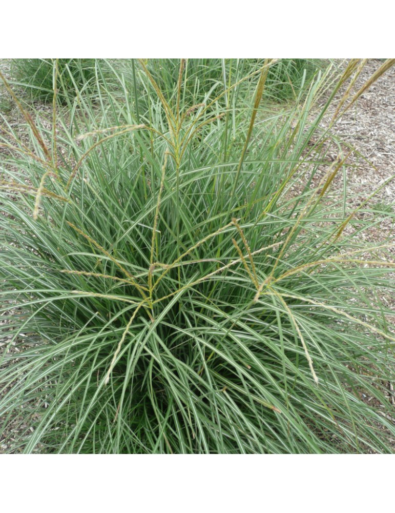 gramíneas ornamentales Miscanthus sinensis 'Gracillimus'