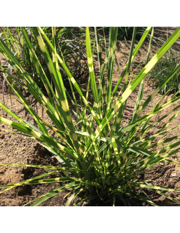 gramíneas ornamentales Miscanthus sinensis 'Zebrinus' ®