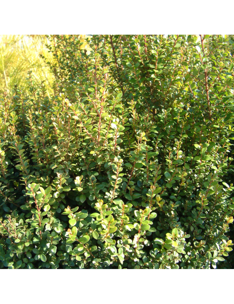 Myrsine africana plantas arbustivas