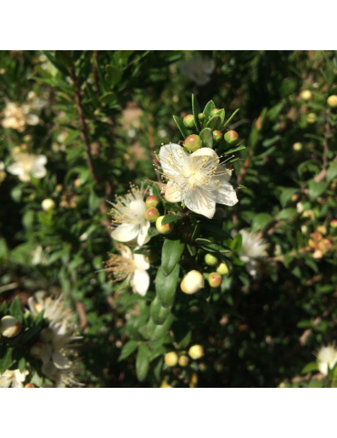 Myrtus communis 'Compacta' plantas arbustivas