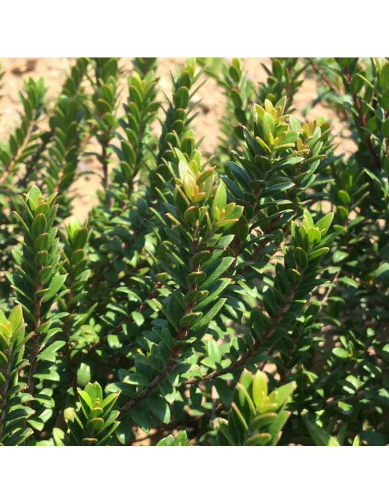 Myrtus communis 'Corredor' plantas arbustivas