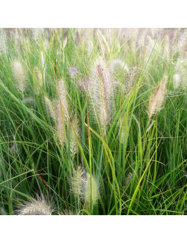 gramíneas ornamentales Pennisetum alopecuroides