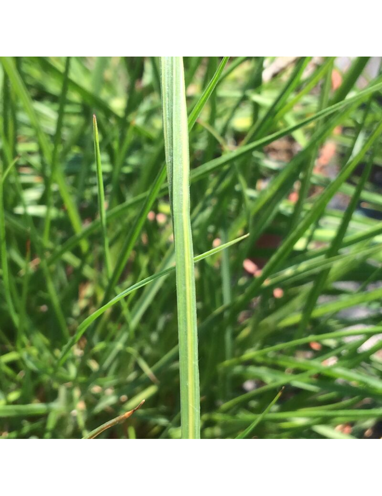 gramíneas ornamentales Pennisetum alopecuroides 'Hameln'