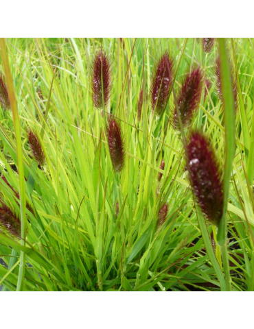 gramíneas ornamentales Pennisetum thunbergii 'Red Buttons'