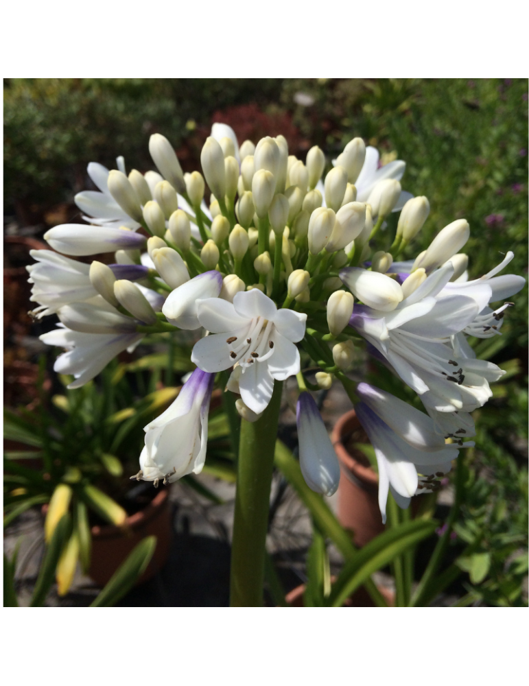 comprar plantas vivaces Agapanthus 'Queen Mum' ®