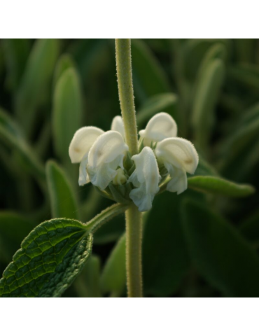 Phlomis purpurea 'Alba' plantas arbustivas