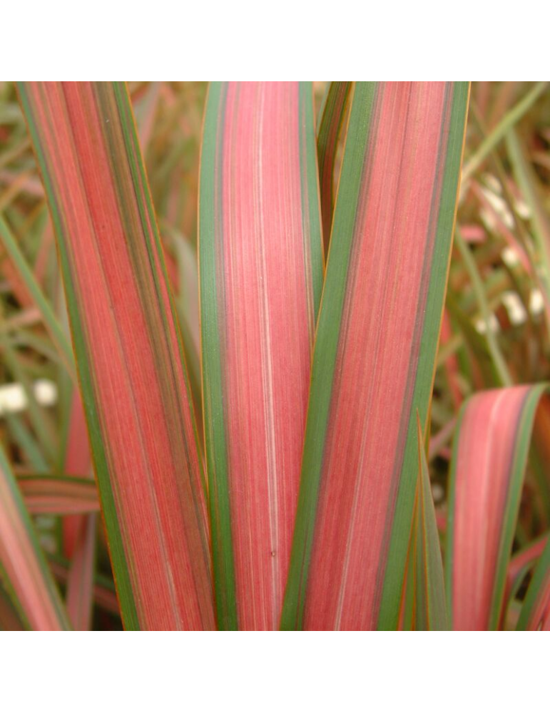 gramíneas ornamentales Phormium 'Jester'