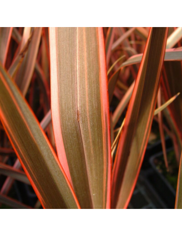 gramíneas ornamentales Phormium 'Maori Queen'