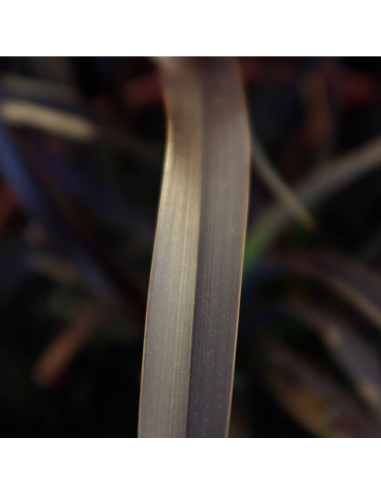 gramíneas ornamentales Phormium 'Platt's Black'