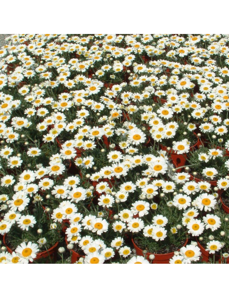 Rhodanthemum hosmariense plantas arbustivas