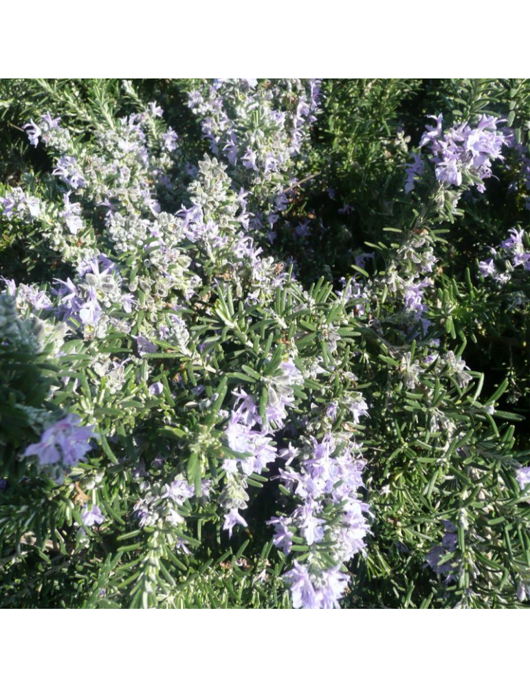 jardineria sostenible Rosmarinus officinalis 'Prostratus' - Romero rastrero