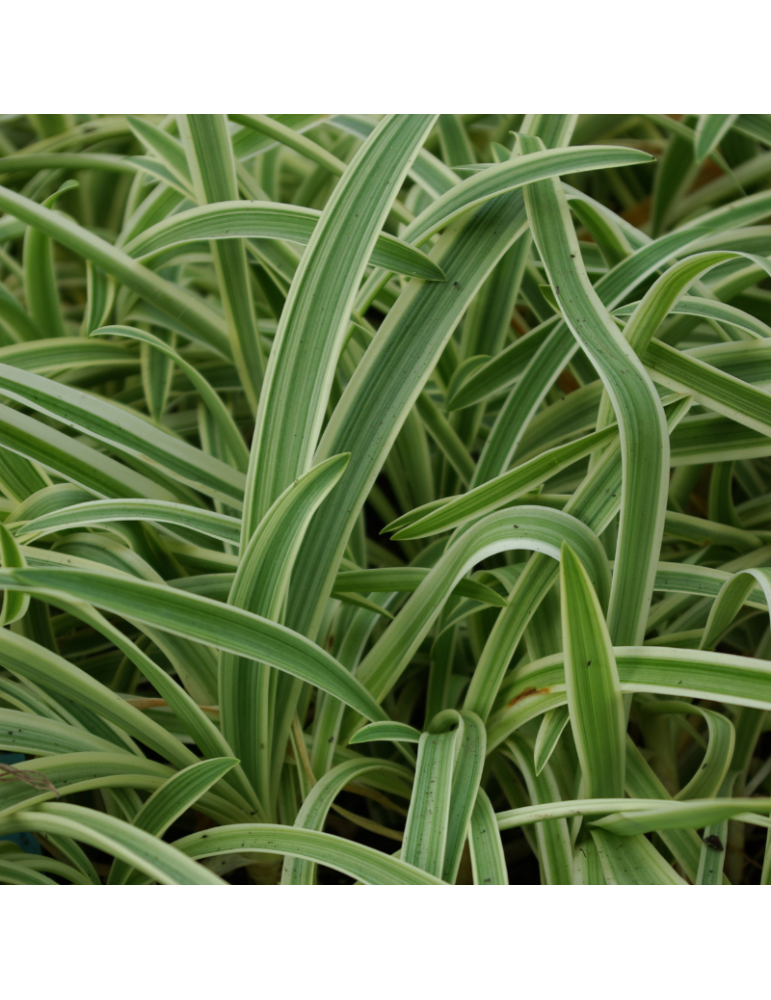 Plantas de Exterior Online Agapanthus 'Tinkerbell' | VivoPlant