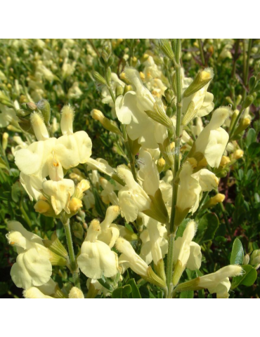 Salvia greggii 'Alba' plantas arbustivas