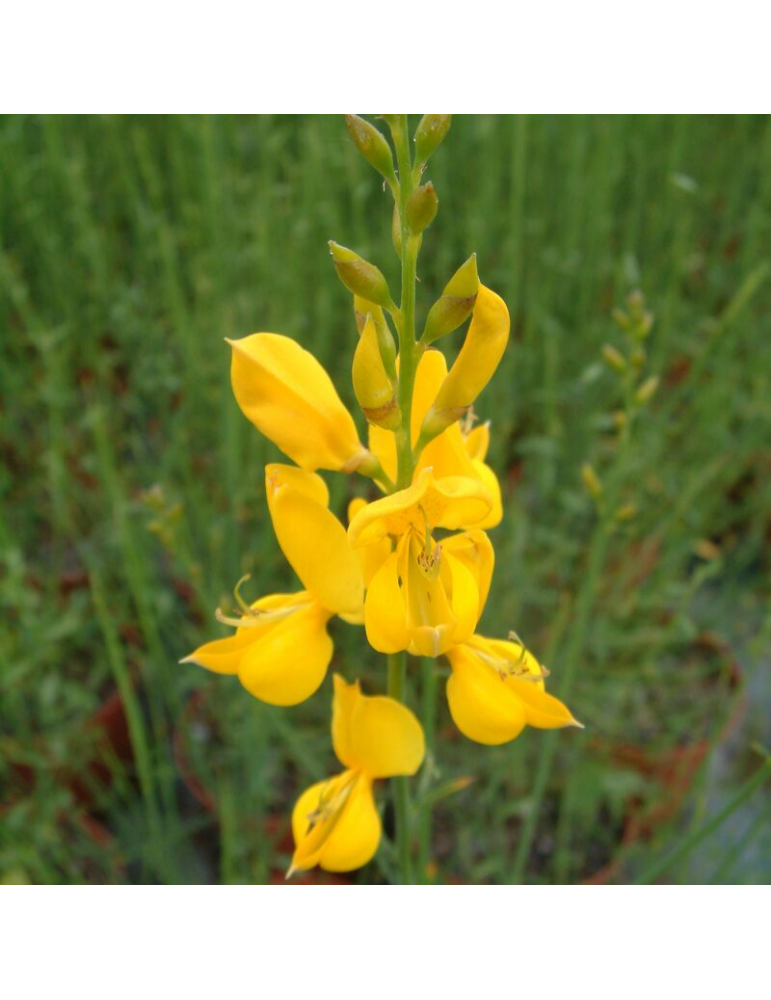 Ginesta - Spartium junceum plantas arbustivas