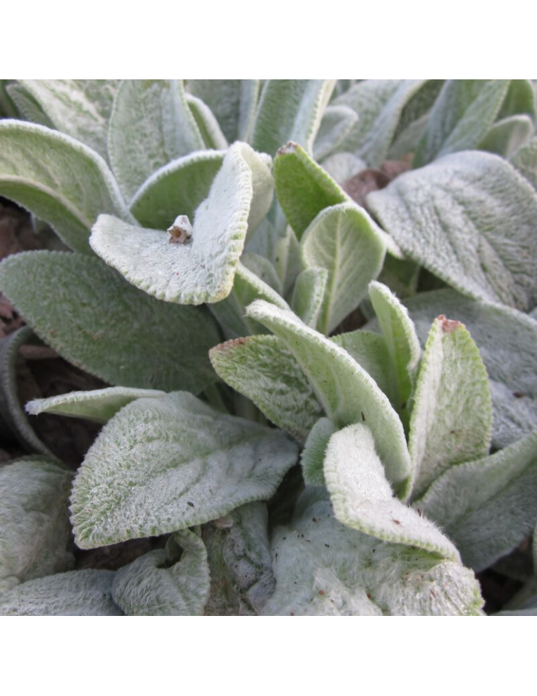 comprar plantas vivaces Stachys byzantina comprar plantas vivaces Stachys byzantina