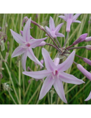 comprar plantas vivaces Tulbaghia violacea